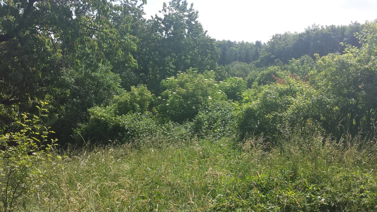 2015 - Původní stav před zahájením obnovy sadu - 1