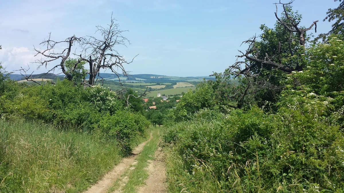 2015 - Původní stav před zahájením obnovy sadu