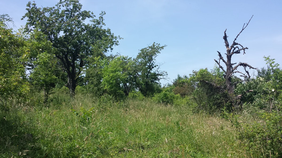 2015 - Původní stav před zahájením obnovy sadu - 4