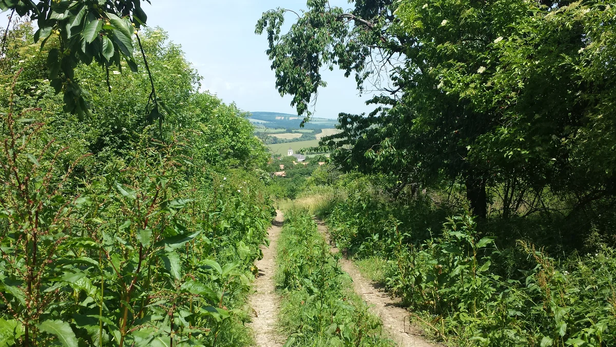 2015 - Původní stav před zahájením obnovy sadu - 6
