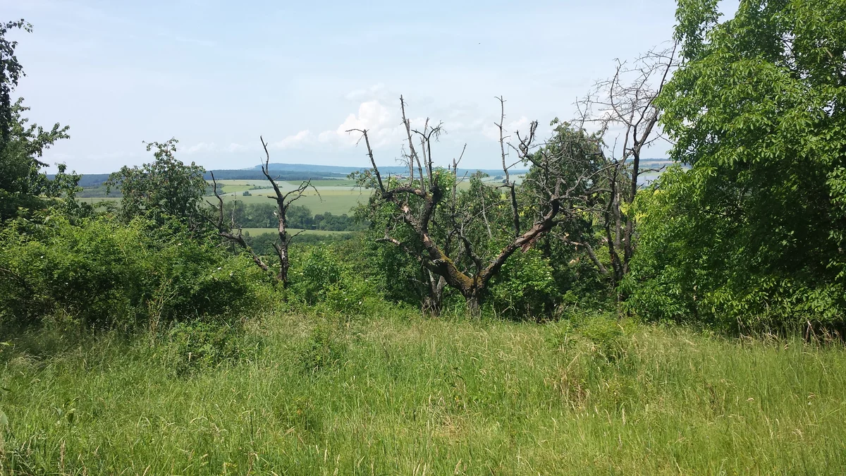 2015 - Původní stav před zahájením obnovy sadu - 8