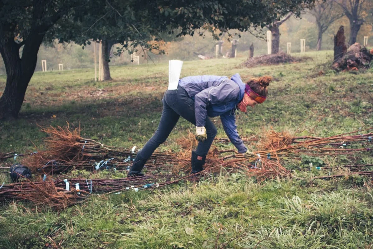 2020 - Říjen - Výsadba - 1