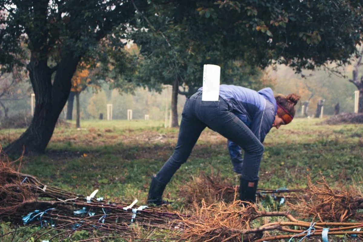 2020 - Říjen - Výsadba - 2