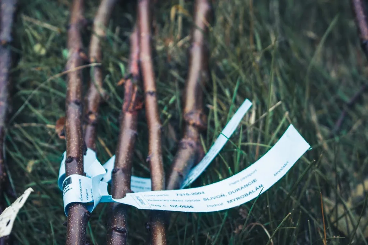 2020 - Říjen - Výsadba - 8