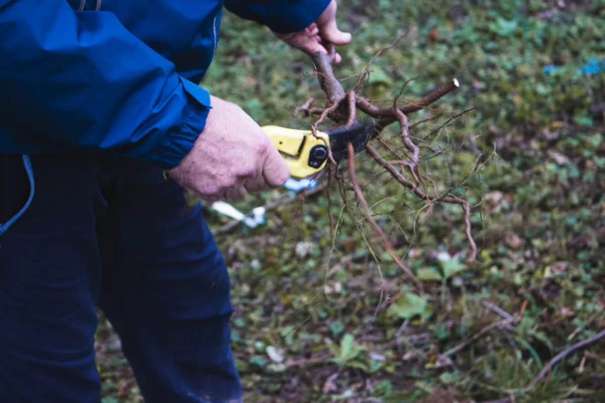 2020 - Říjen - Výsadba - 9