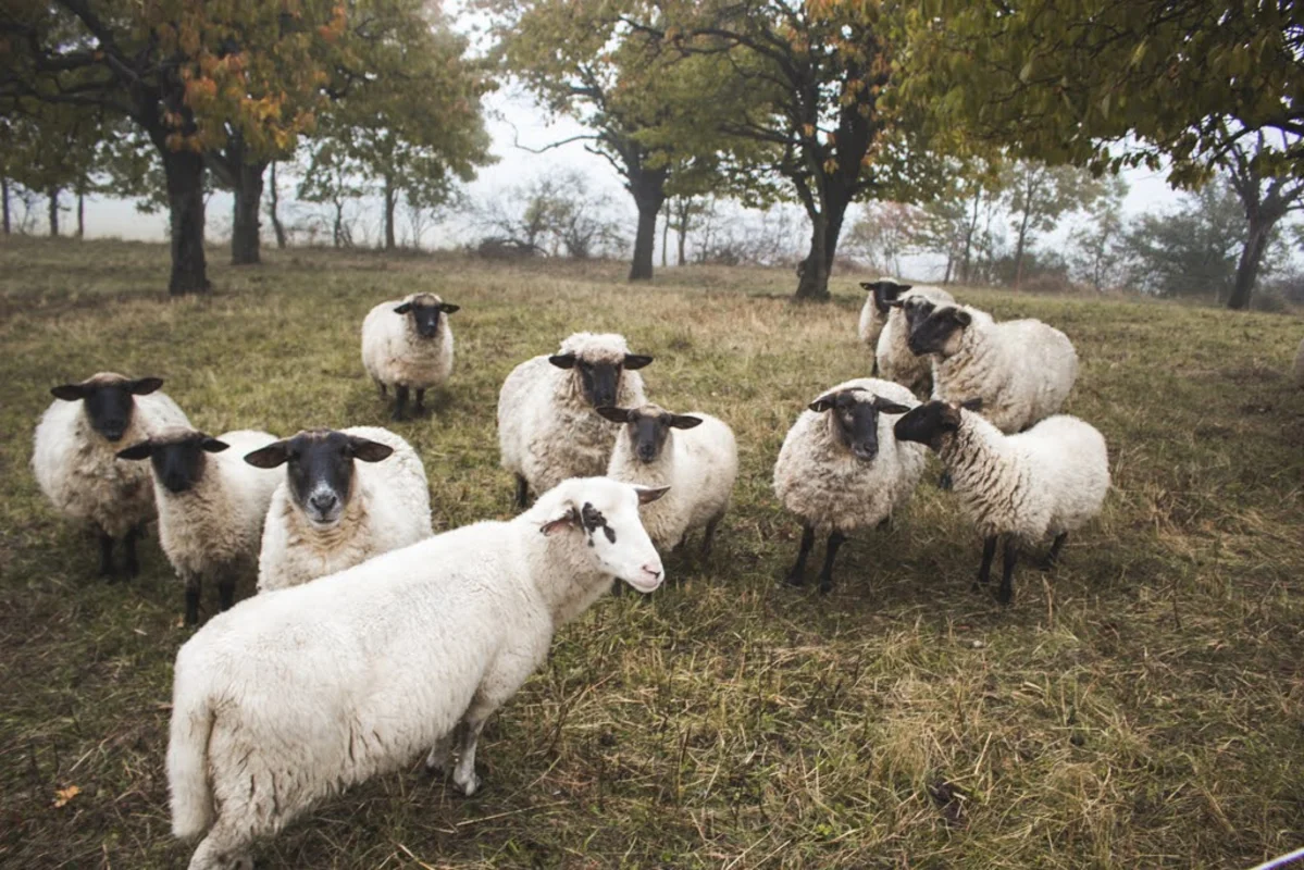 2020 - Říjen - Výsadba - 13