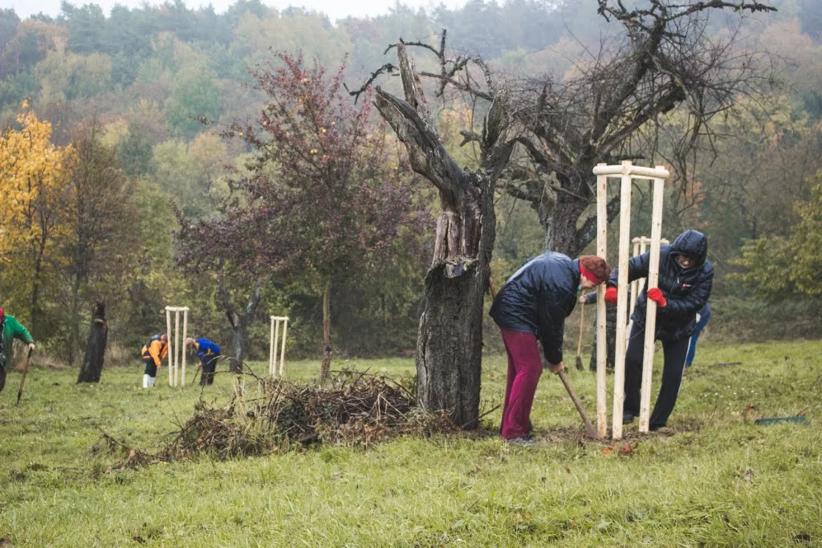 2020 - Říjen - Výsadba - 14