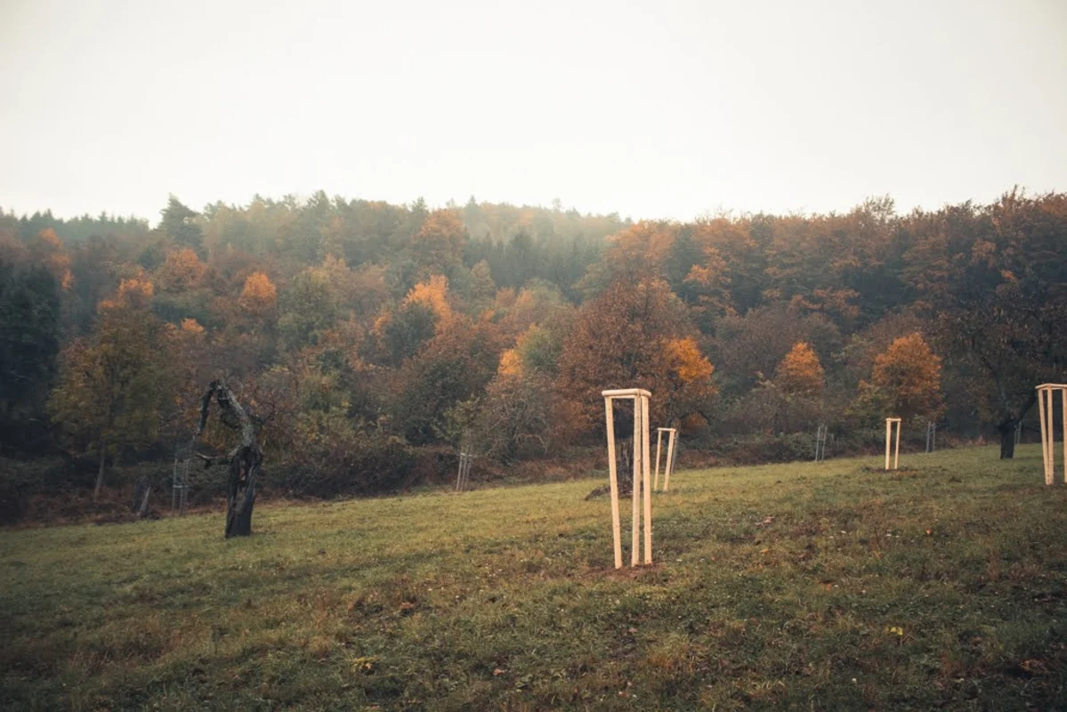 2020 - Říjen - Výsadba - 25