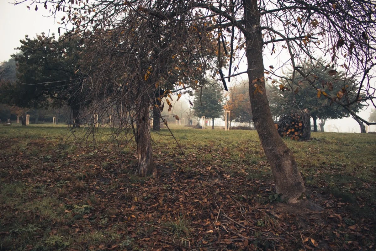 2020 - Říjen - Výsadba - 26