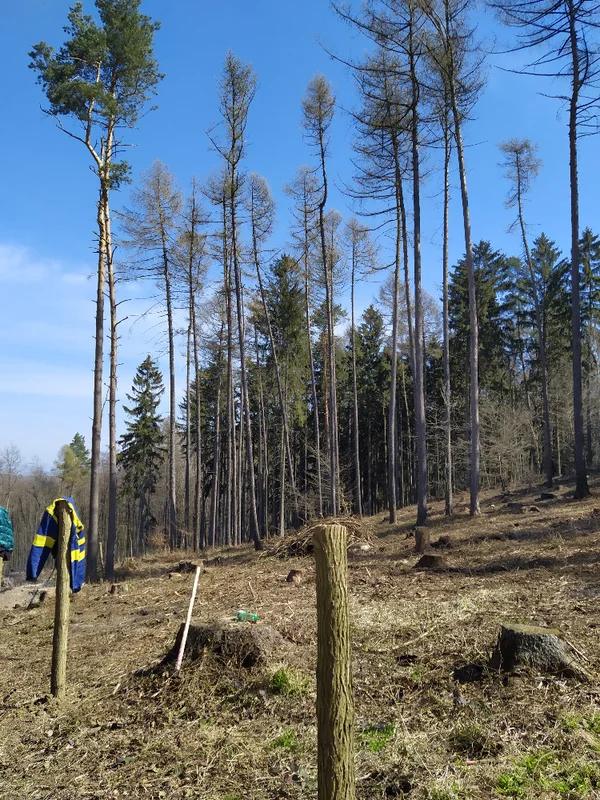 2021 - Duben - Práce v lese - 3